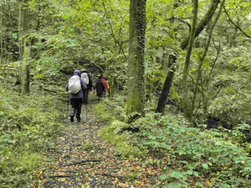 Borsdane Woods - 22 Sept 2024 - Sunday Walk